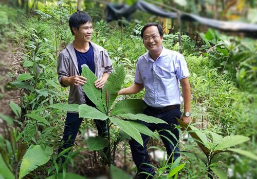 Hội thảo Phát triển vùng trồng dược liệu Lá khôi
