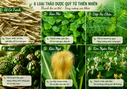 6 VỊ THUỐC THANH NHIỆT,  GIẢI ĐỘC CƠ THỂ
