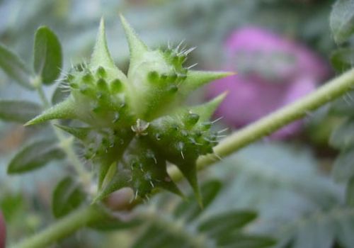 Dược liệu Bạch tật lê - Dược Liệu Ninh Hiệp