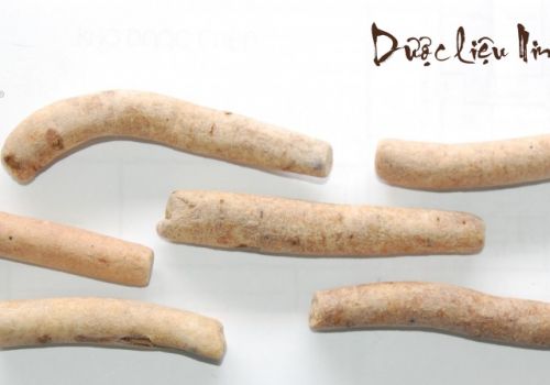 Dược liệu Bạch thược - Dược Liệu Ninh Hiệp