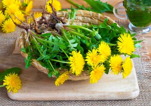 Dược liệu Bồ Công Anh- Dược liệu Ninh Hiệp