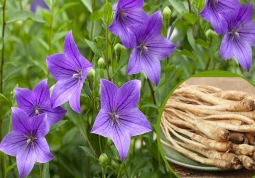 Dược liệu Cát Cánh - Dược liệu Ninh Hiệp