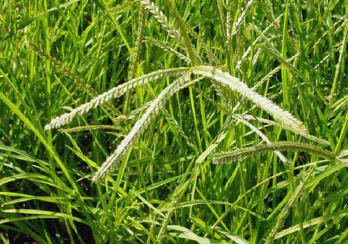 CỎ MẦN TRẦU - DƯỢC LIỆU NINH HIỆP