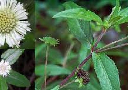 CỎ NHỌ NỒI - Dược liệu Ninh Hiệp