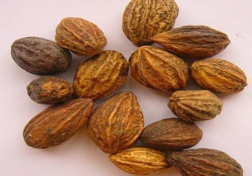 KHA TỬ - DƯỢC LIỆU NINH HIỆP