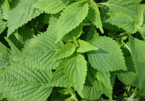 KINH GIỚI - DƯỢC LIỆU NINH HIỆP