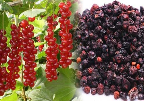 Dược liệu Ngũ Vị Tử - Dược liệu Ninh Hiệp