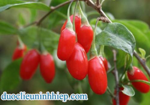 Dược liệu Câu kỷ tử - Dược Liệu Ninh Hiệp