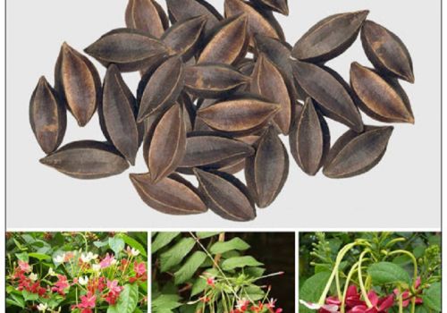 Dược liệu Sử Quân Tử - Dược liệu Ninh Hiệp