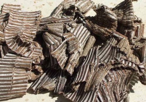 Vị thuốc Đỗ trọng - Dược liệu Ninh Hiệp