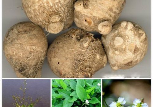 Dược liệu Trạch Tả - Dược liệu Ninh Hiệp