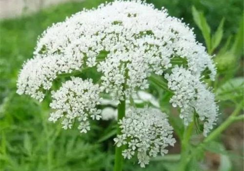 XÀ SÀNG TỬ - DƯỢC LIỆU NINH HIỆP