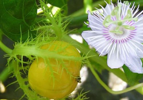 Lạc tiên - Dược liệu Ninh Hiệp