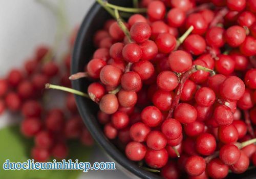 Dược liệu Ngũ vị tử - Dược Liệu Ninh Hiệp