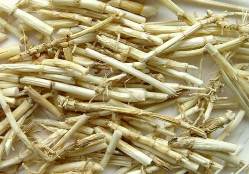 Vị thuốc Bạch Mao Căn - Dược liệu Ninh Hiệp