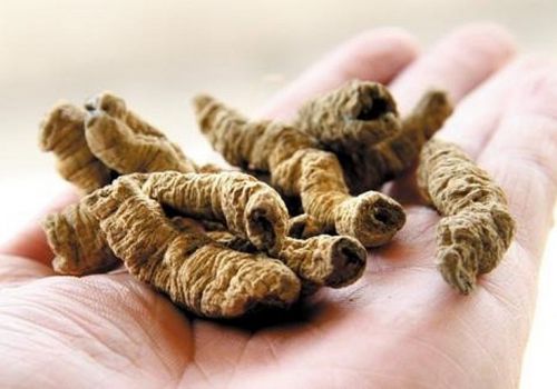 Vị thuốc Ba Kích - Dược Liệu Ninh Hiệp