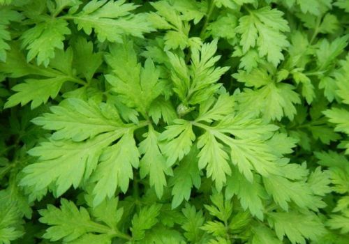 Dược Liệu Ngải Cứu - Dược liệu Ninh Hiệp