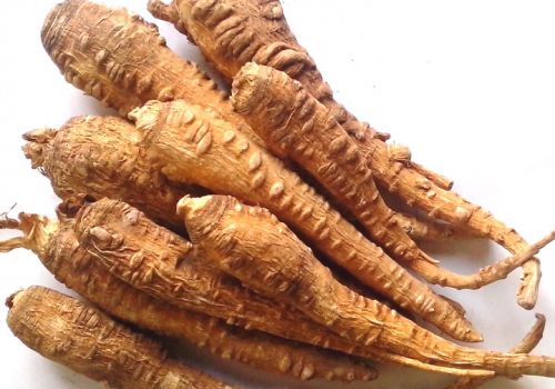 Dược liệu Bạch Chỉ - Dược Liệu Ninh Hiệp