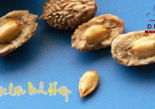 Dược liệu Táo nhân - Dược Liệu Ninh Hiệp