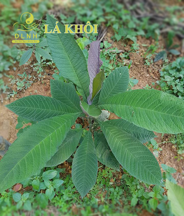 21761572_1886282158055746_7593031908161417630_n copy