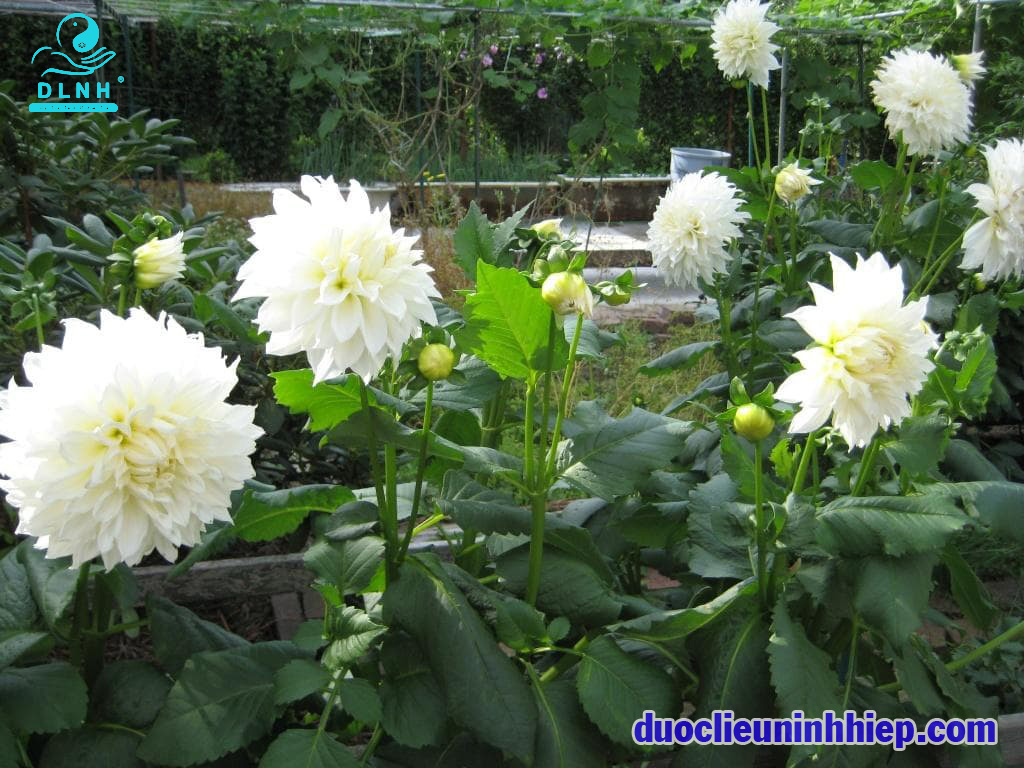 Bạch thược 3 copy