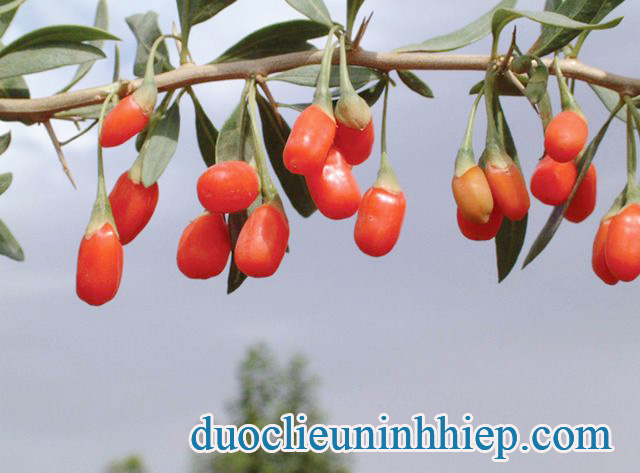 Câu kỷ tử cây 3 copy