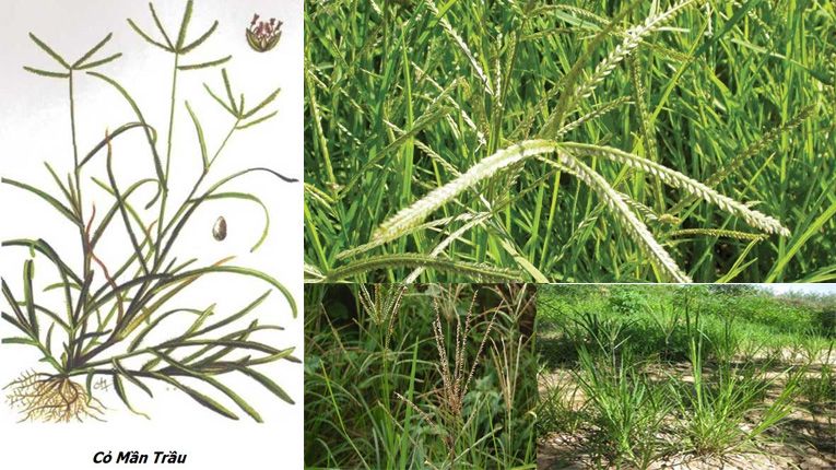 Cỏ mần trầu 2