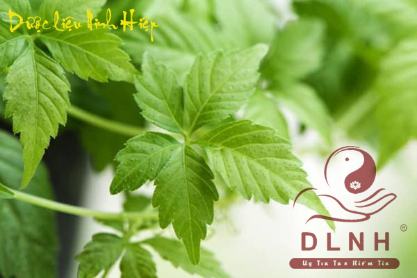 Giảo cổ lam copy