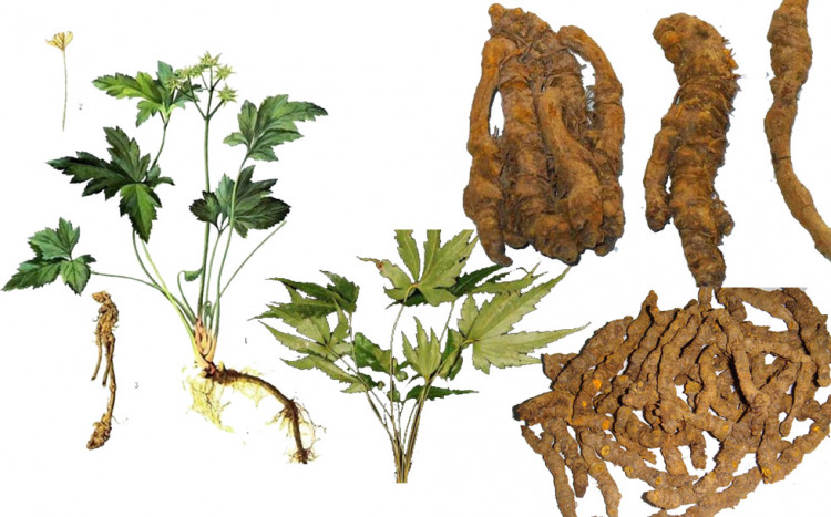 Hoàng liên chân gà 1