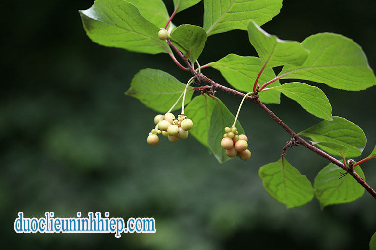 Ngũ vị tử cây copy