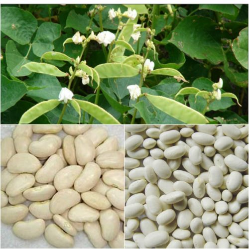 Bạch biển đậu 2