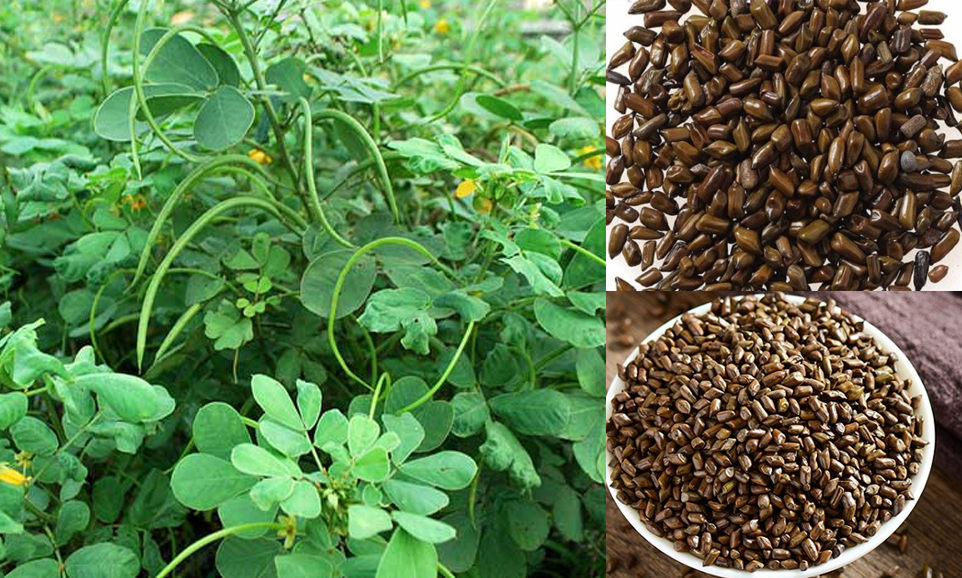 tHẢO QUYẾT MINH 4